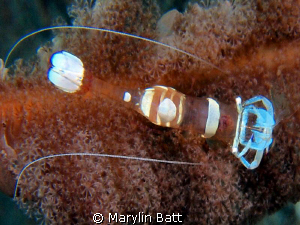Tiny Commensal Shrimp on a Sea Pen by Marylin Batt 